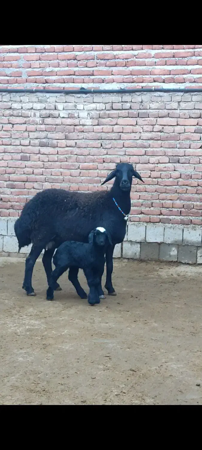 میش و قوچ|حیوانات مزرعه|میاندوآب, |دیوار