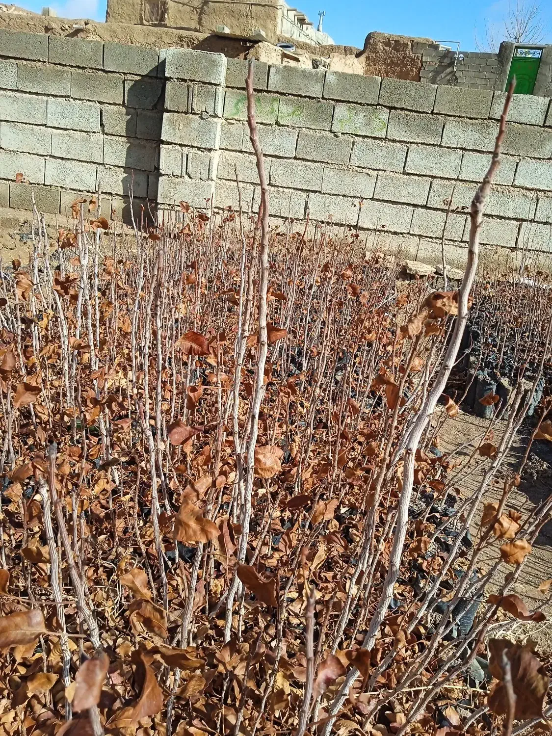 یک ساله|گل و گیاه طبیعی|چترود, |دیوار