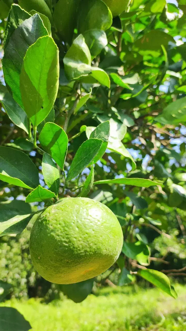 فروش ۵ تن نارنگی و پرتقال|عمدهفروشی|بهشهر, |دیوار