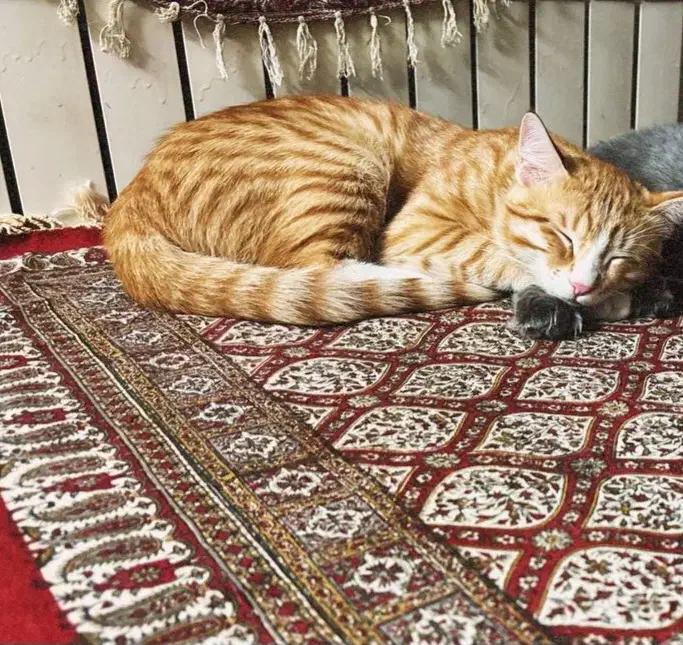 گربه اروم مهربون|گربه|تهران, فدک|دیوار