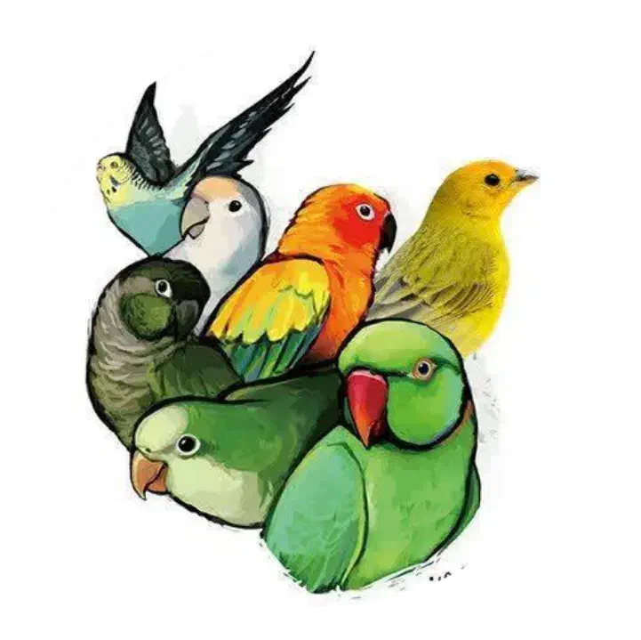 طوطی کوتوله مرغ عشق قناری عروس هلندی گرینجیک قفس و|پرنده|یزد, |دیوار
