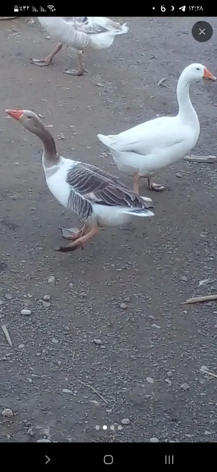 غاز محلی|حیوانات مزرعه|رشت, پاستوریزه|دیوار