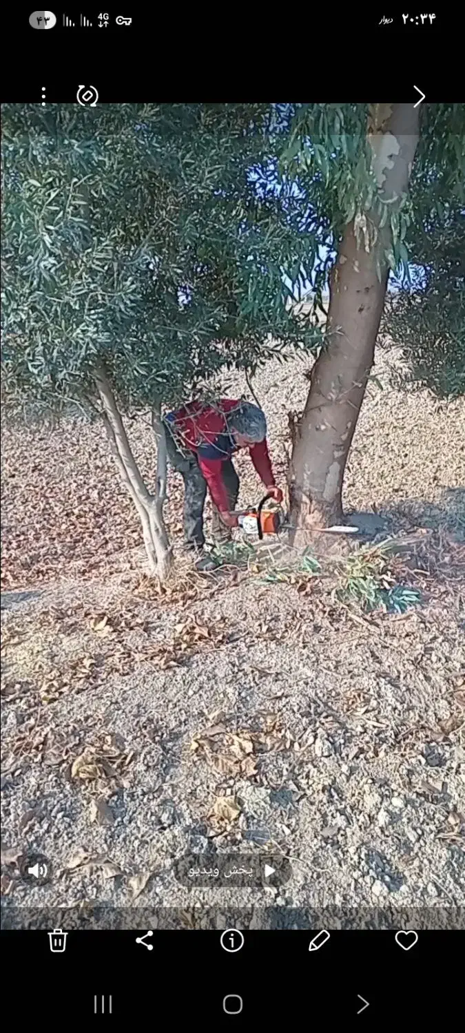 چوب شما را خریداریم|خدمات باغبانی و درختکاری|گرگان, |دیوار