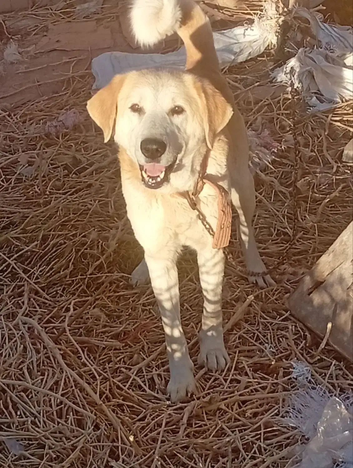 سگ گله|سگ|کرمان, |دیوار