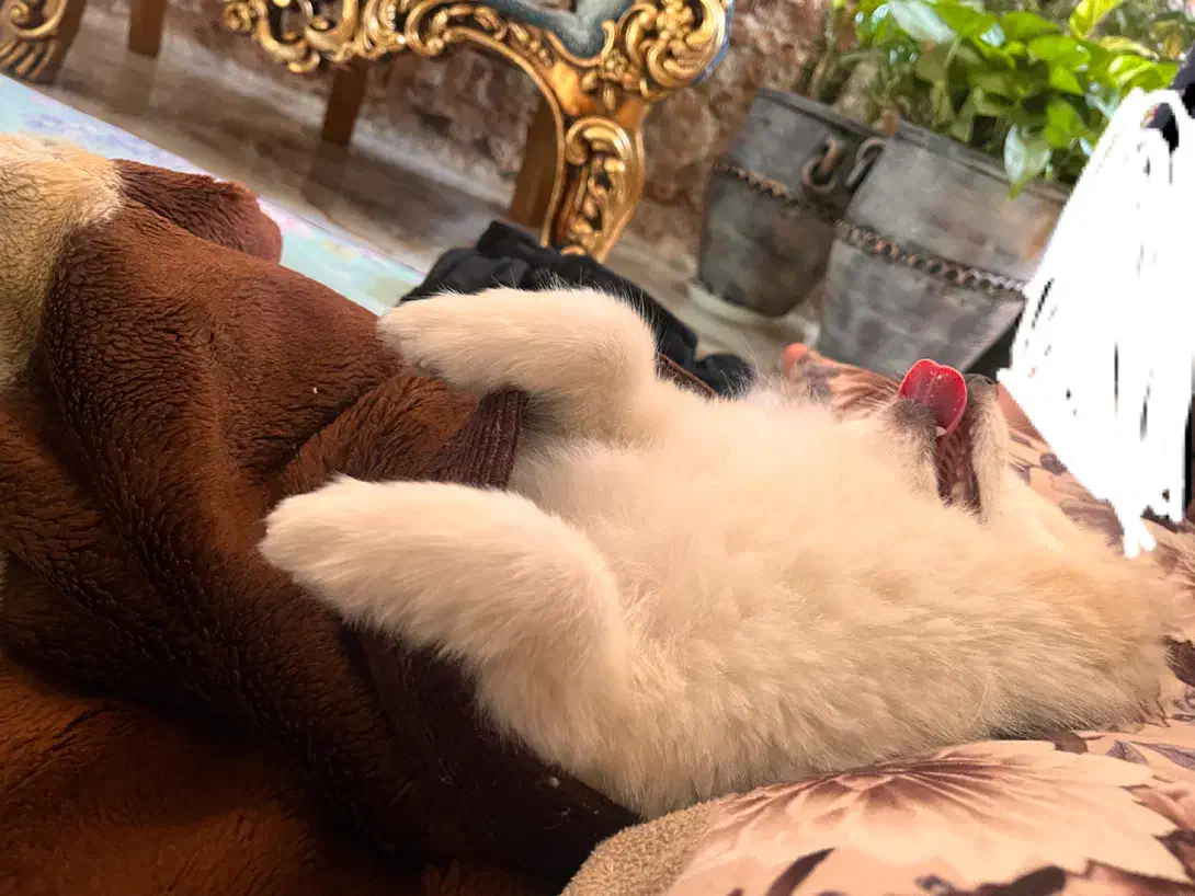 پامر|سگ|همدان, |دیوار