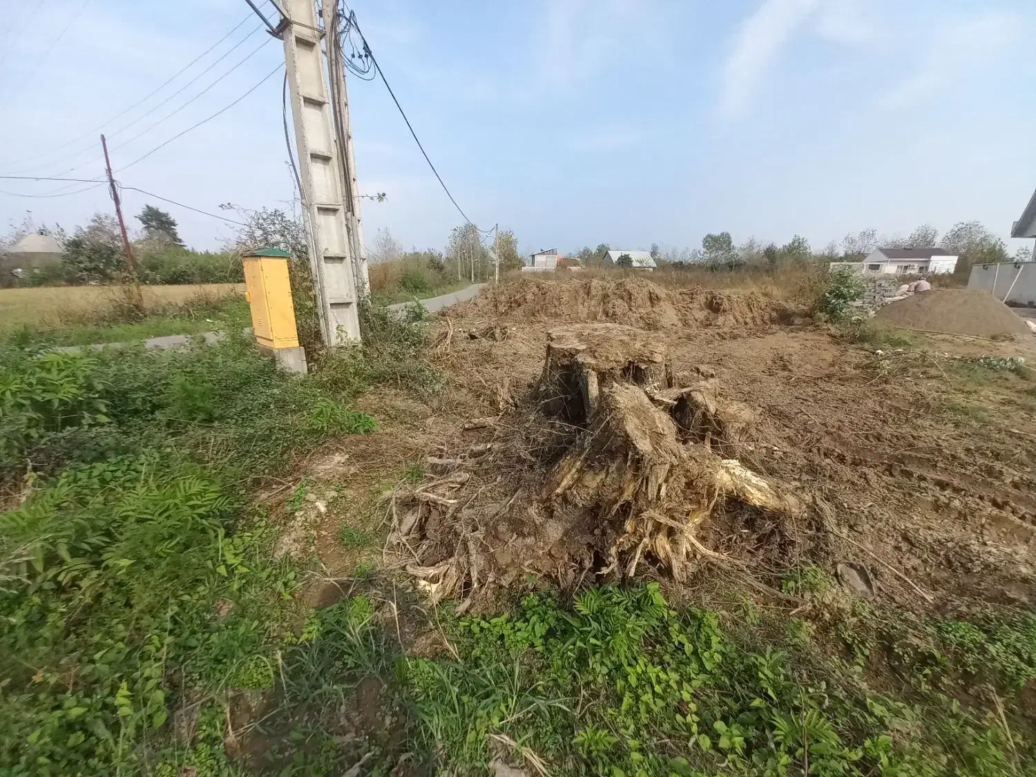 ریشه درخت آزاد|گل و گیاه طبیعی|آستانه اشرفیه, |دیوار