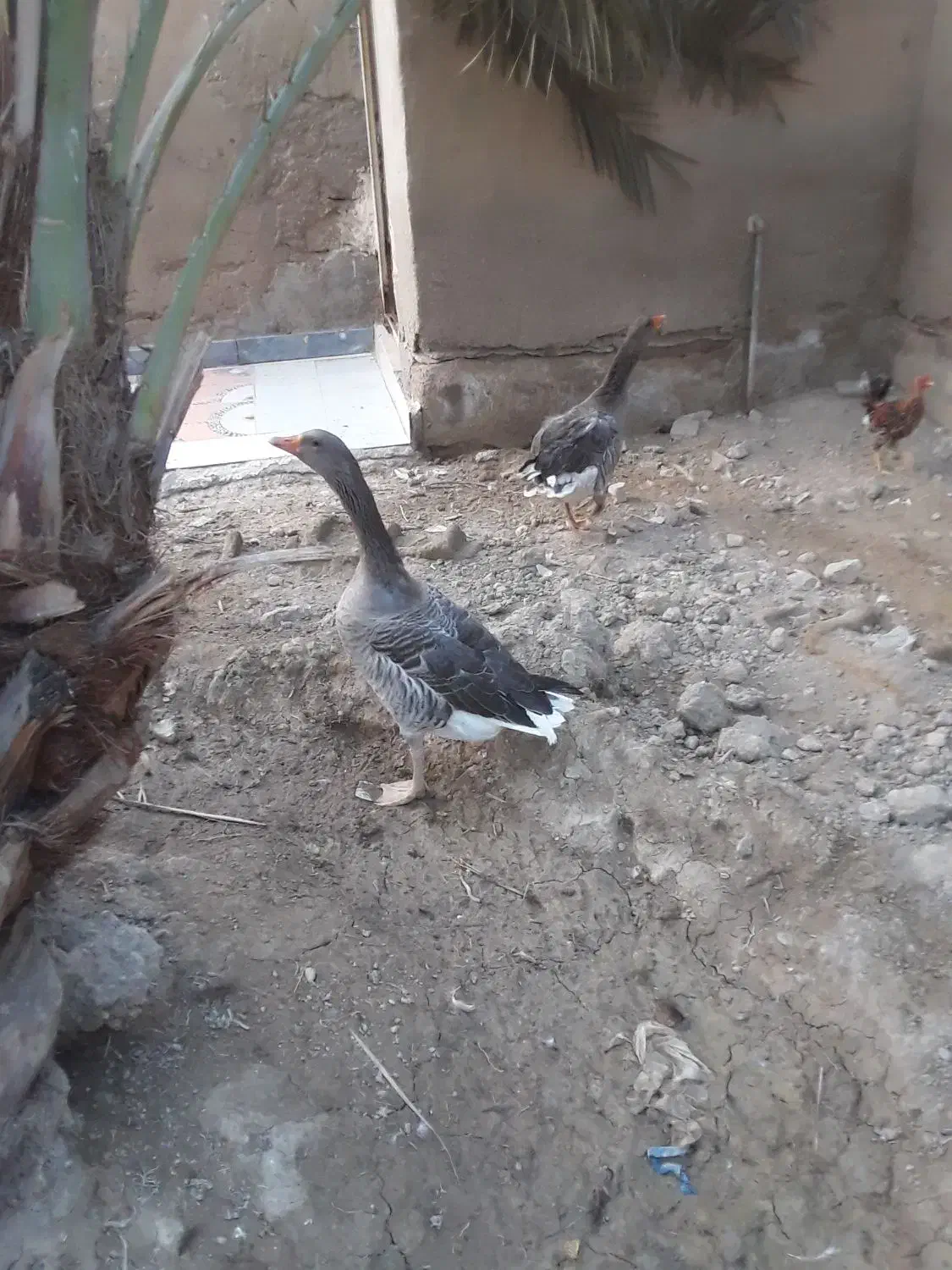 سلام غاز سرحال|حیوانات مزرعه|شادگان, |دیوار