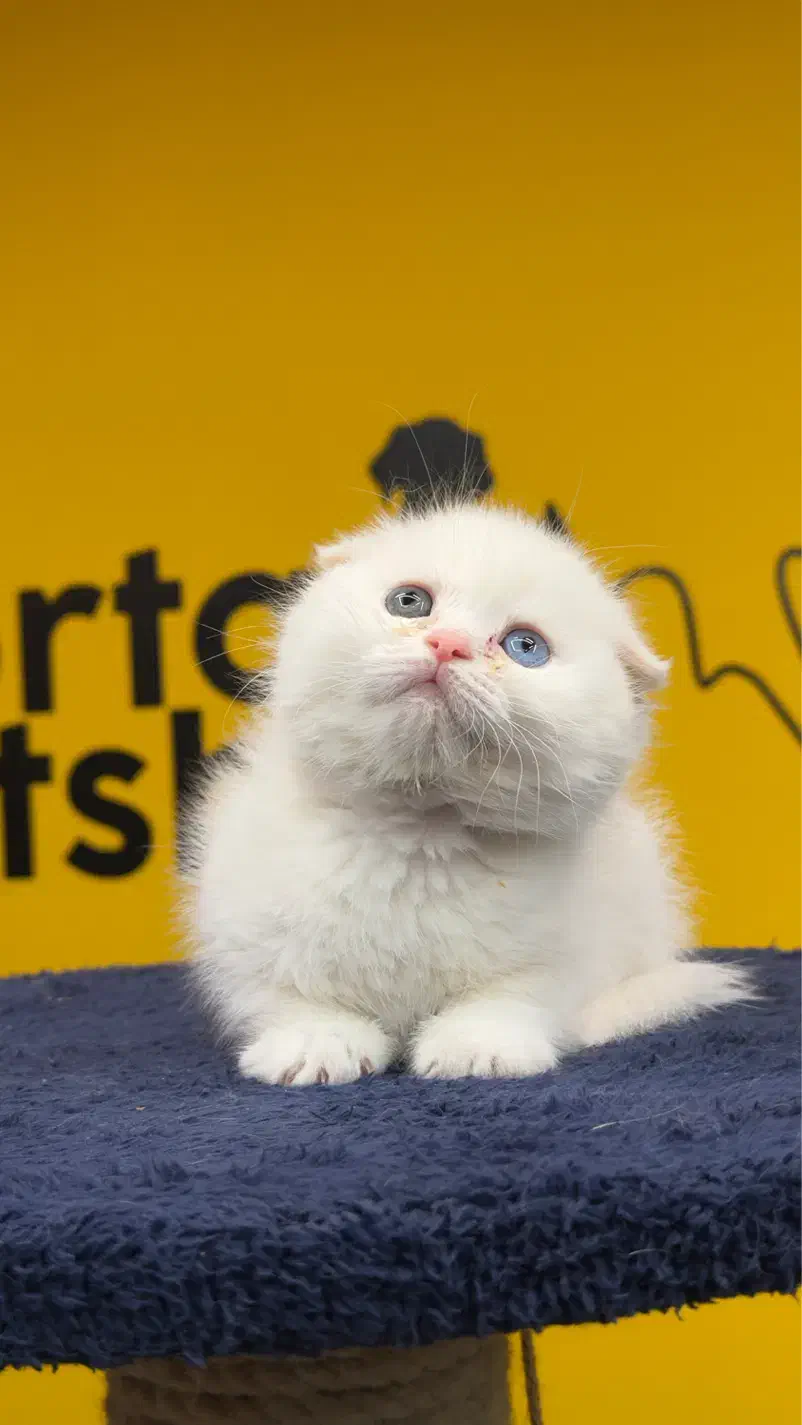 اسکاتیش سفید چشم تا به تا|گربه|تهران, پونک|دیوار