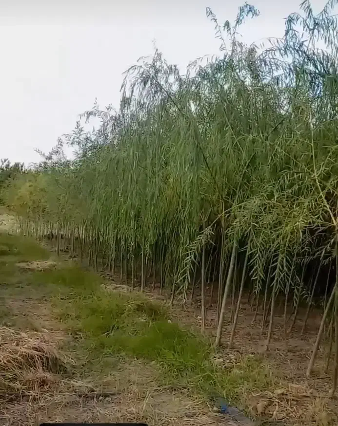 فرصت استثنایی برای دلالان وهمکاران نهال کار|خدمات باغبانی و درختکاری|گرگان, |دیوار