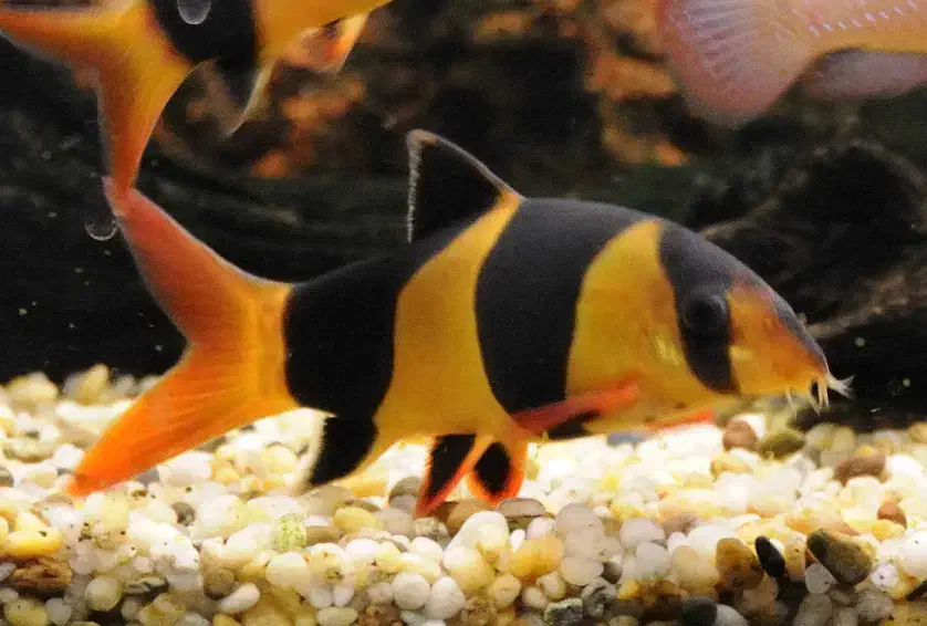 آکواریوم رومیزی/پمپ هوا/واترپمپ آبنما/خوراک ماهی|ماهی|شیراز, اصلاحنژاد|دیوار