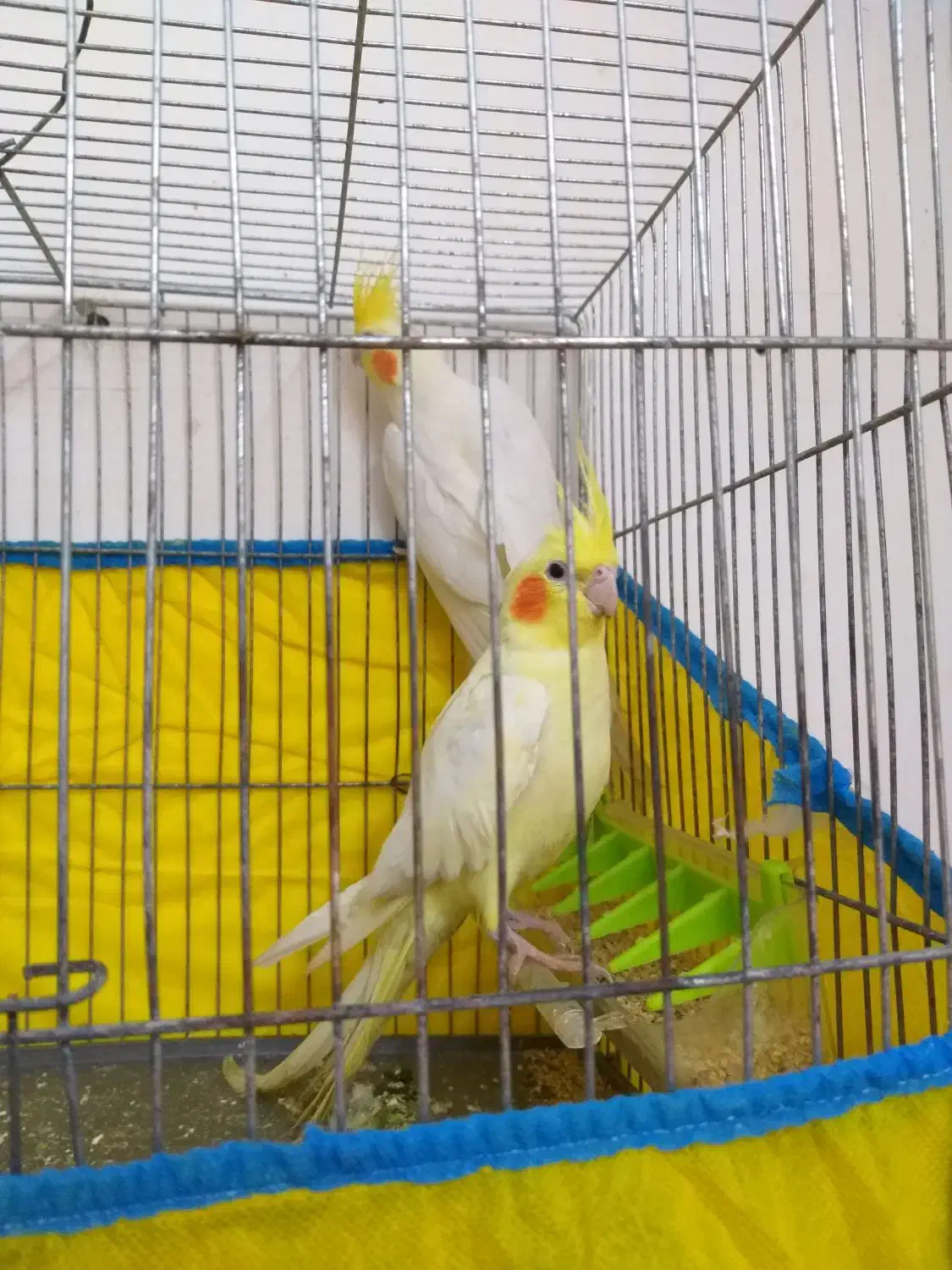 عروس هلندی|پرنده|شوشتر, |دیوار