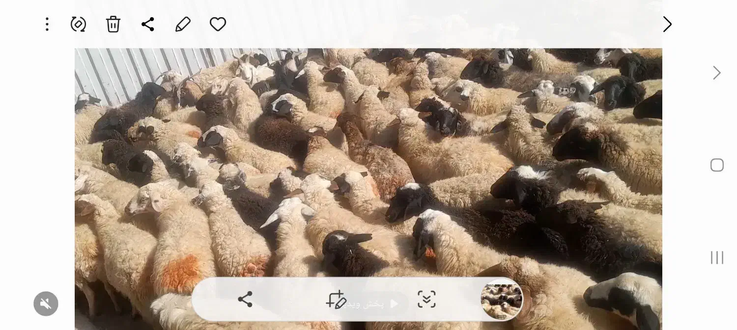 ۱۷۰ راس میش داشتی یه دست یه گله جون|حیوانات مزرعه|خمین, |دیوار