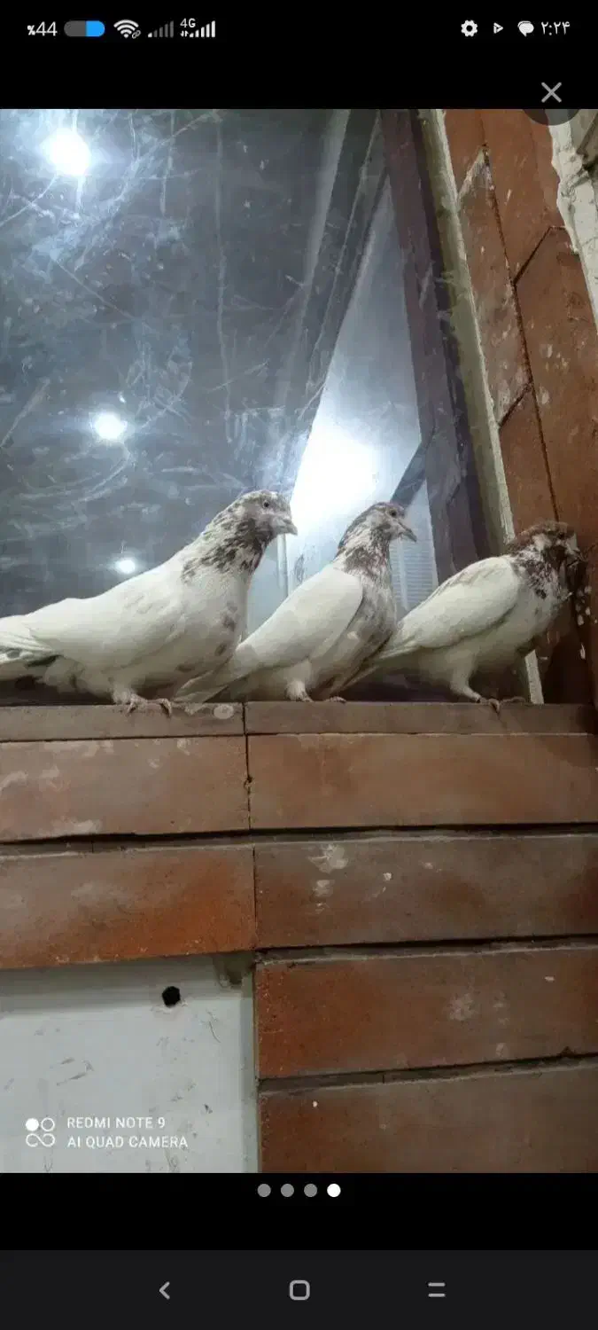 کبوتر|پرنده|تهران, فلسطین (میدان انقلاب)|دیوار