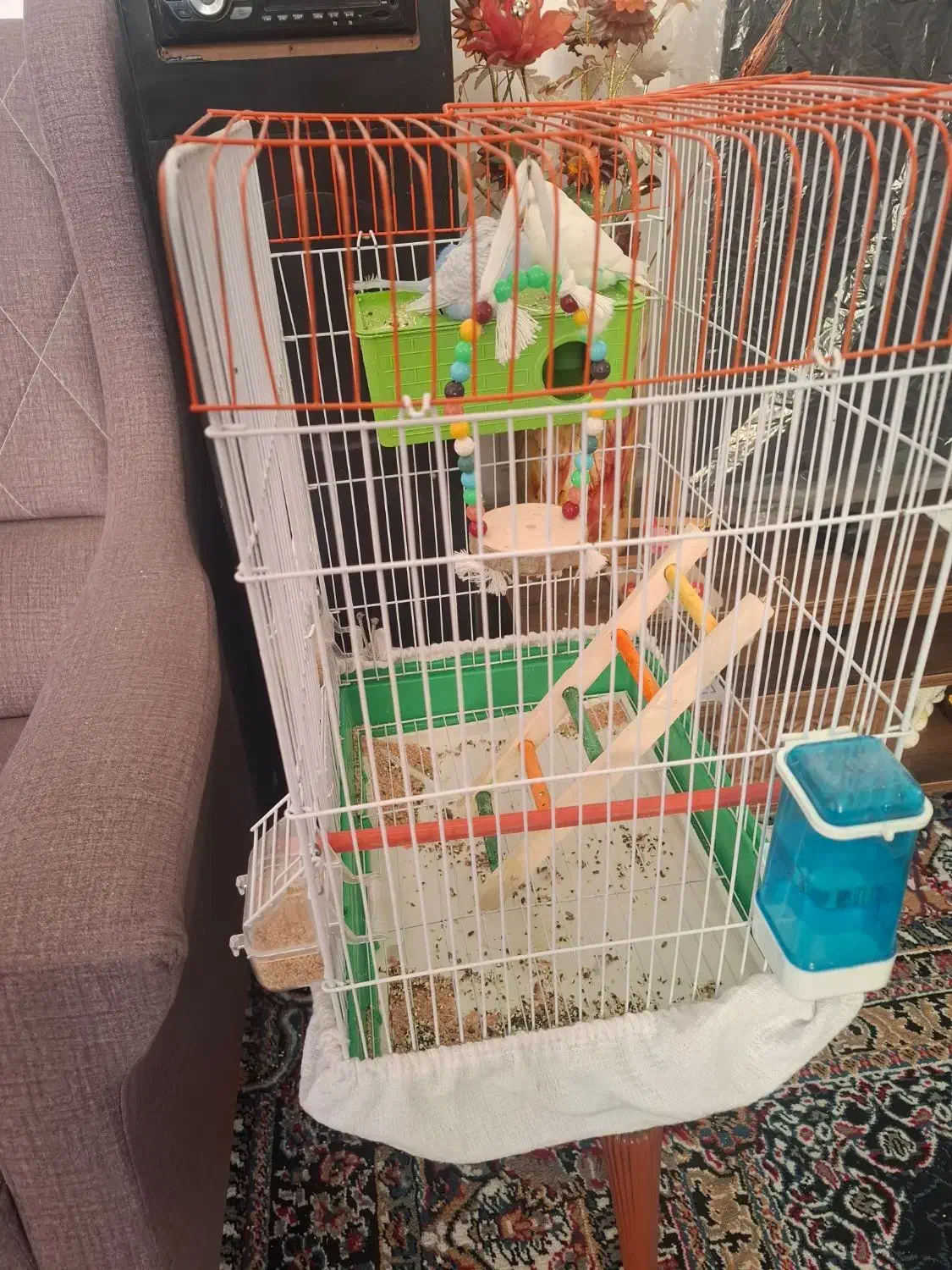 مرغ عشق|پرنده|شیراز, گل سرخ|دیوار