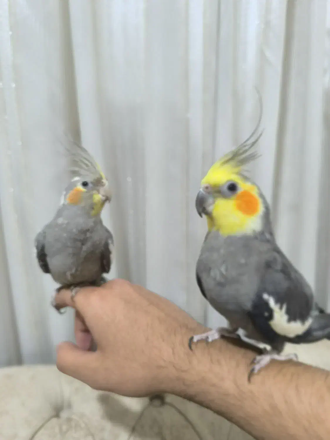 عروس هلندی شیطون|پرنده|شوش, |دیوار