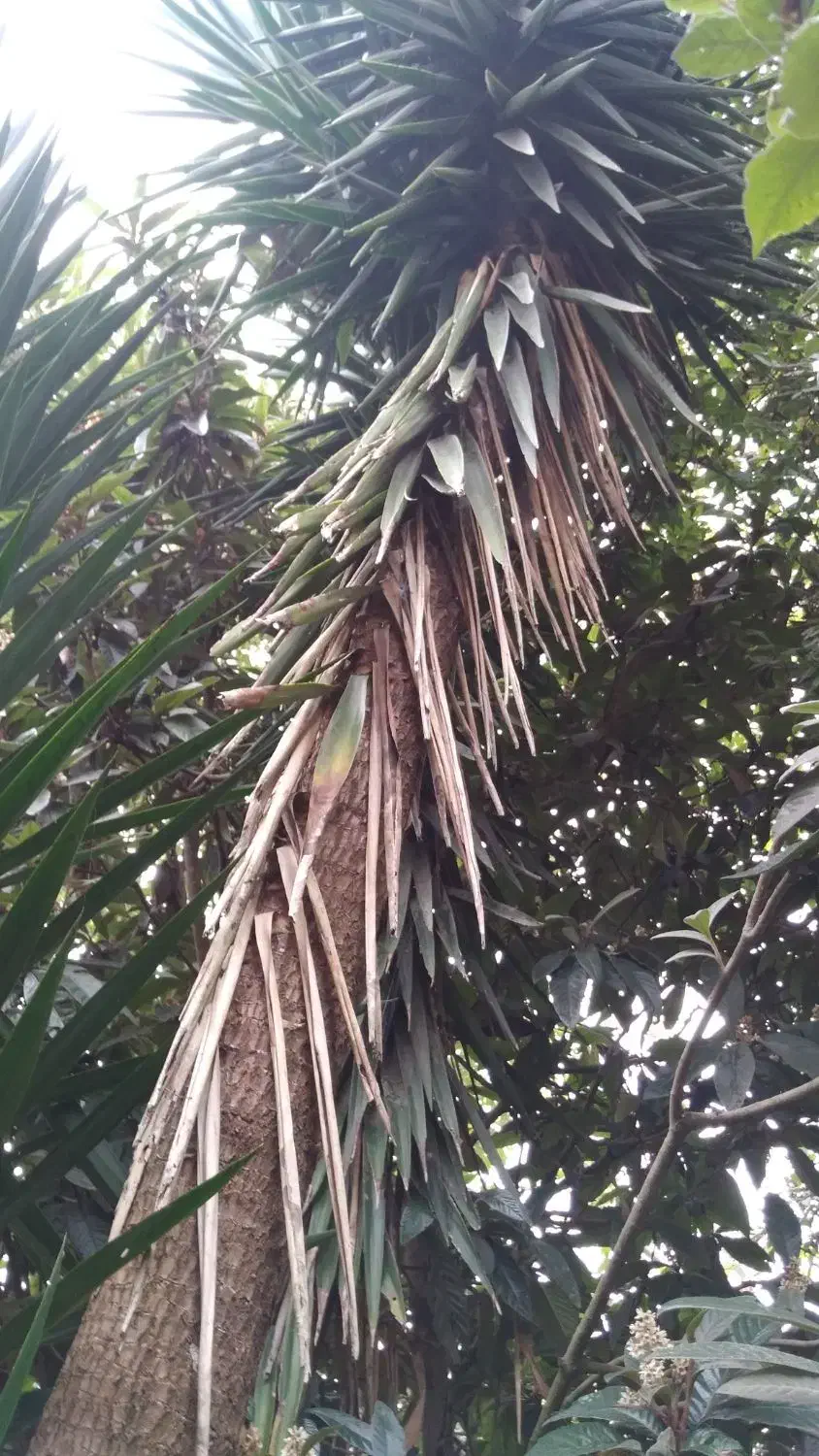 گل یوکا|گل و گیاه طبیعی|لیسار, |دیوار