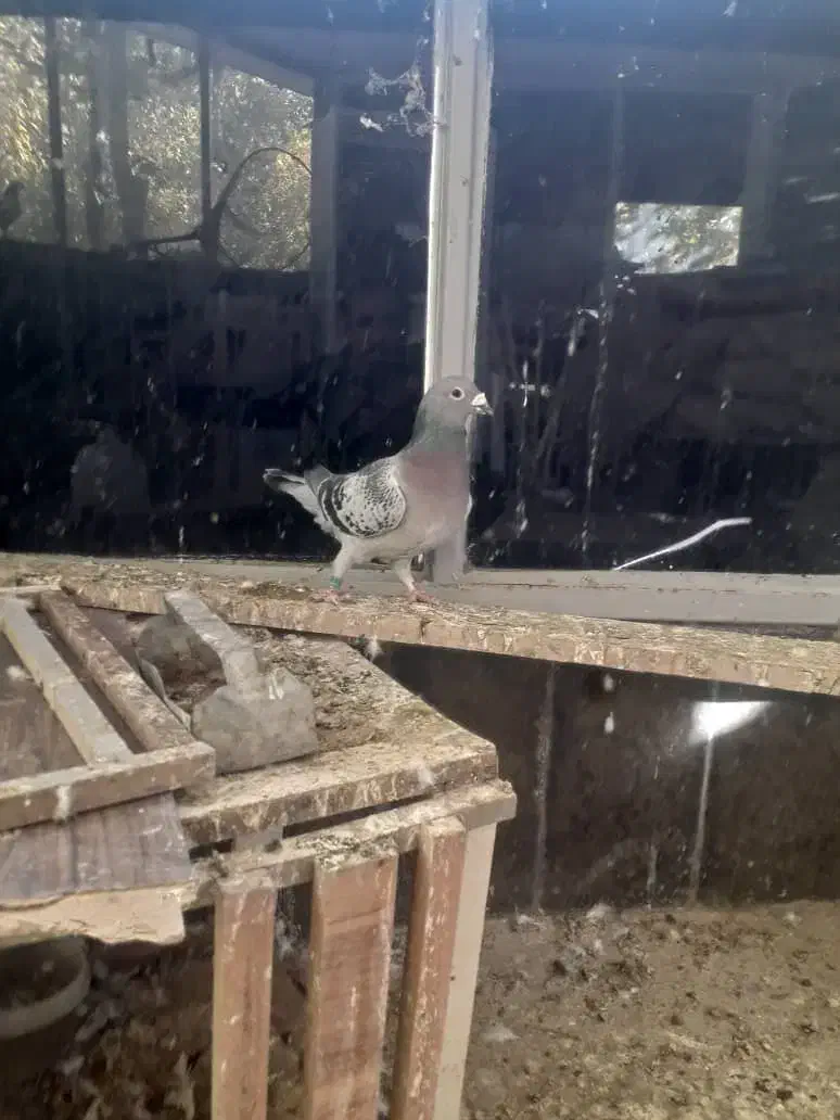 کفترپلاکی|پرنده|صدرا-فارس, باغشهر بهارستان صدرا|دیوار