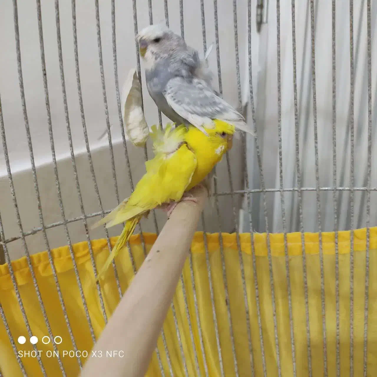 مرغ عشق پروانه ای|پرنده|طبس, |دیوار