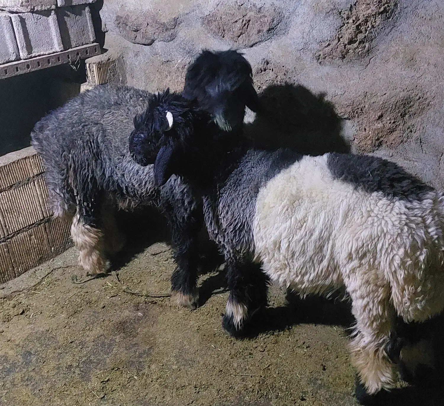 بره داشتی کله زنگی|حیوانات مزرعه|کوهرنگ, |دیوار