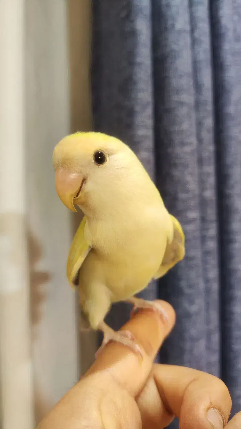 طوطی برزیلی کوتوله دستی ۷ ماهه نر بالغ|پرنده|اصفهان, الهیه|دیوار