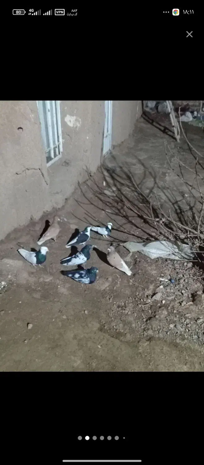 کفتر|پرنده|جوین, |دیوار