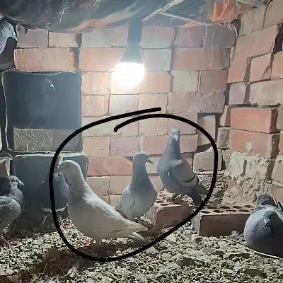 کبوتر پلاکی|پرنده|رابر, |دیوار