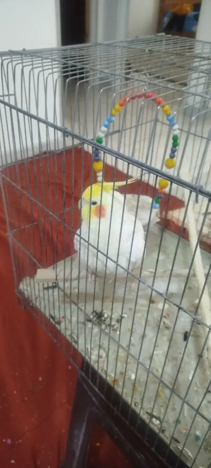 عروس هلندی نر|پرنده|شیراز, شهرک رضوان|دیوار