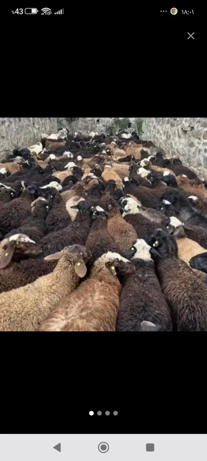 همه رقم گوسفند جوان گوشتی|حیوانات مزرعه|قزوین, |دیوار