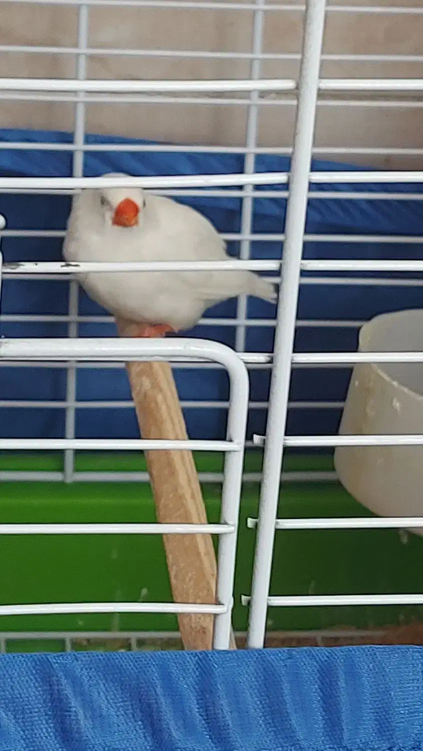 پرنده|پرنده|ابهر, |دیوار