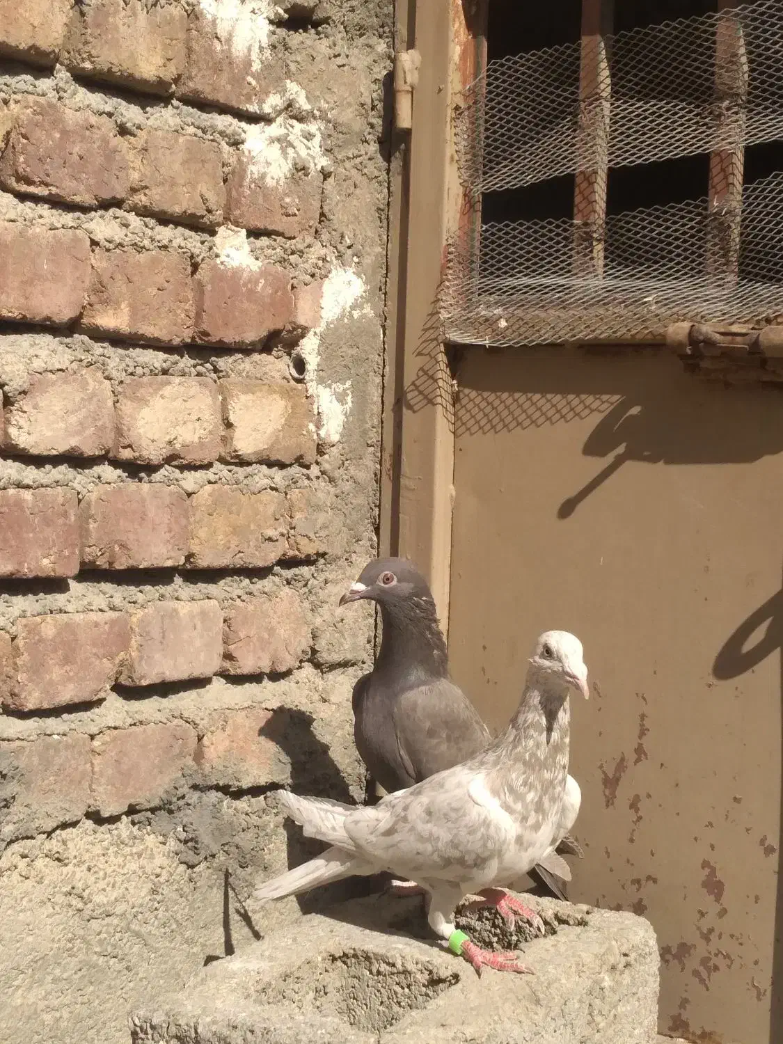 کفتر|پرنده|کنگاور, |دیوار