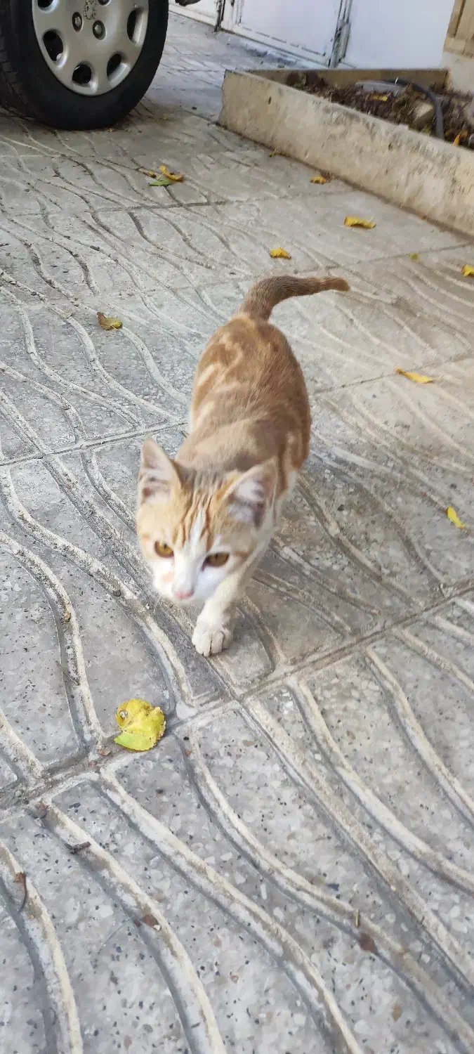 واگذاری  رایگان گربه زیر یکسال|گربه|اراک, |دیوار