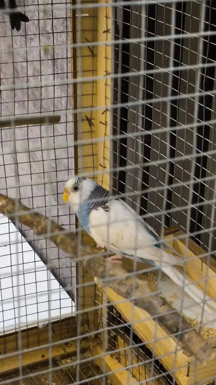 پرنده|پرنده|پرند, فاز ۶|دیوار