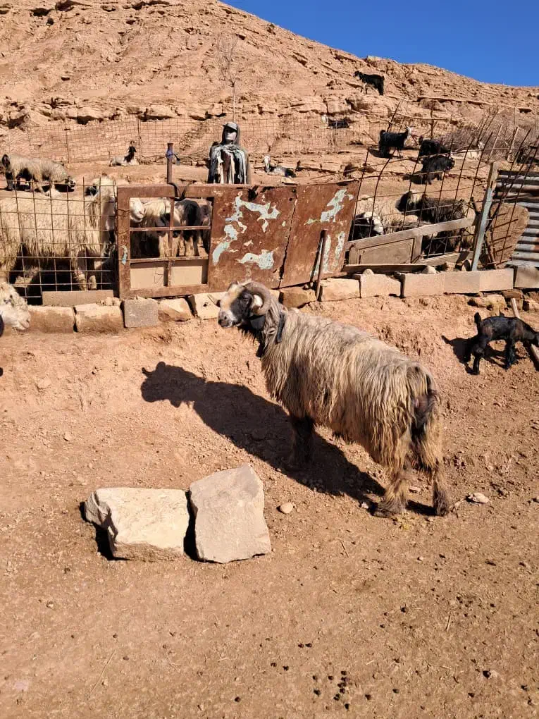 نرمیش|حیوانات مزرعه|شوشتر, |دیوار