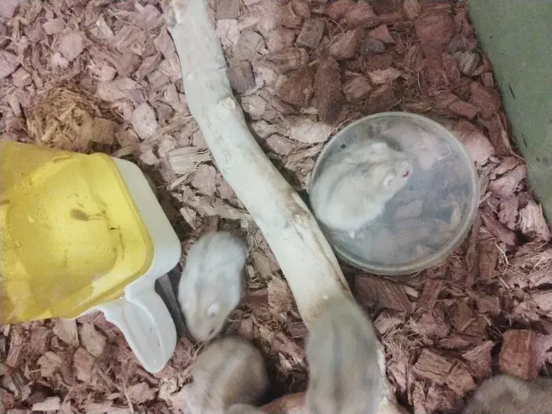 همستر کمپل|موش و خرگوش|تهران, جیحون|دیوار