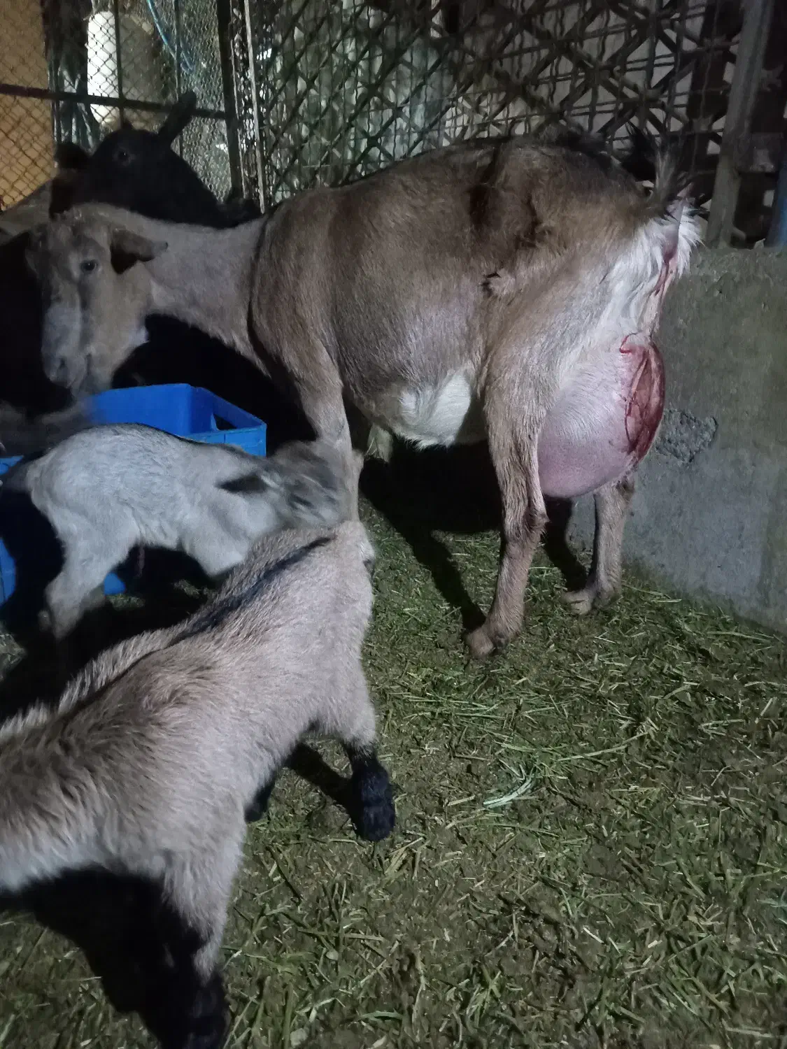 بز آلپاین با دوبزغاله ومورسیا و پاکستانی ابستن|حیوانات مزرعه|ماهان, |دیوار