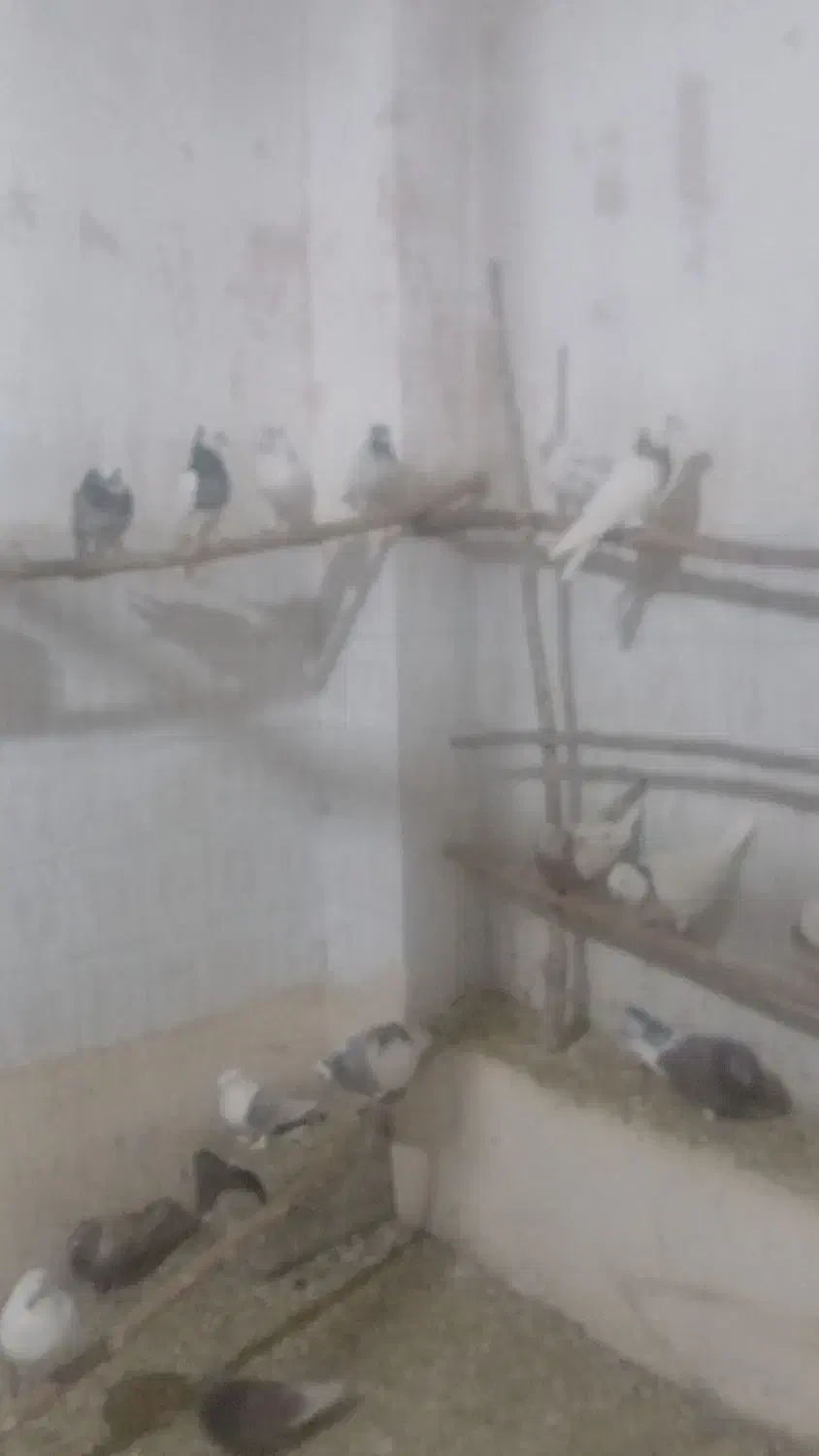 25 عدد تهرانی همه ضمانتی|پرنده|مبارکه, |دیوار