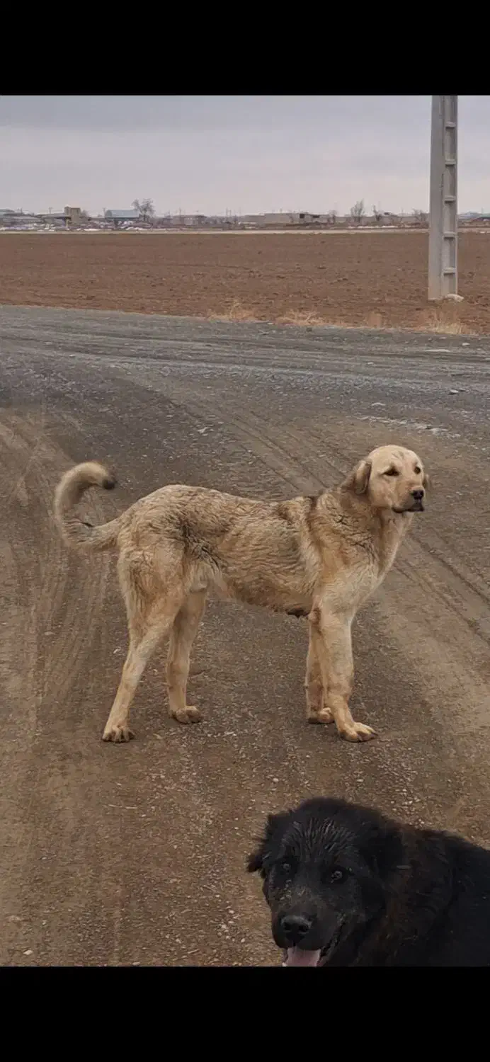 واگذاری|سگ|ساروق, |دیوار