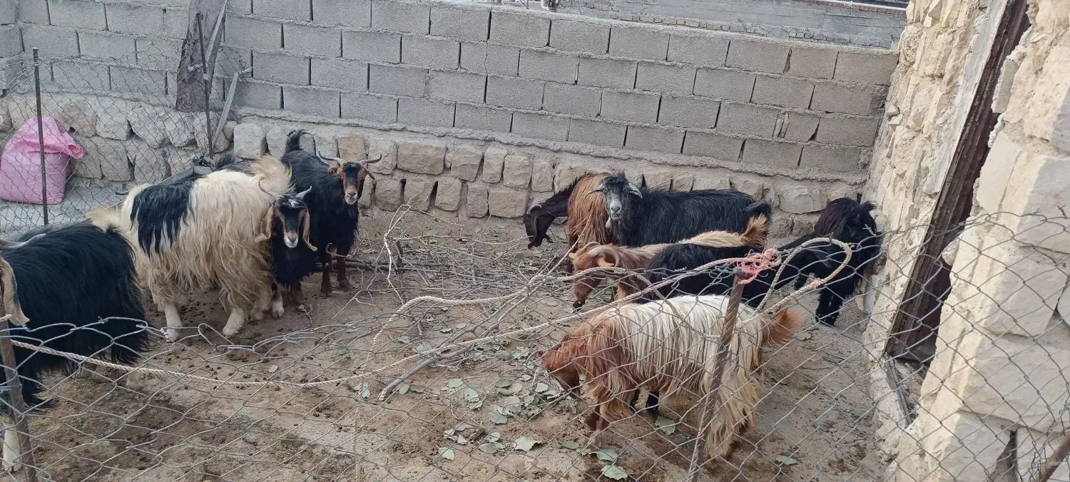 12عدد توشتیر|حیوانات مزرعه|سیوان, |دیوار