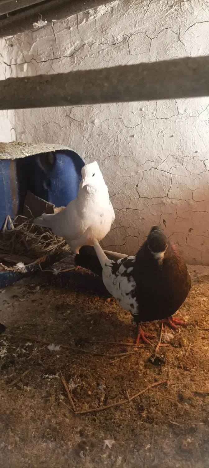 طوقی|پرنده|بستان آباد, |دیوار