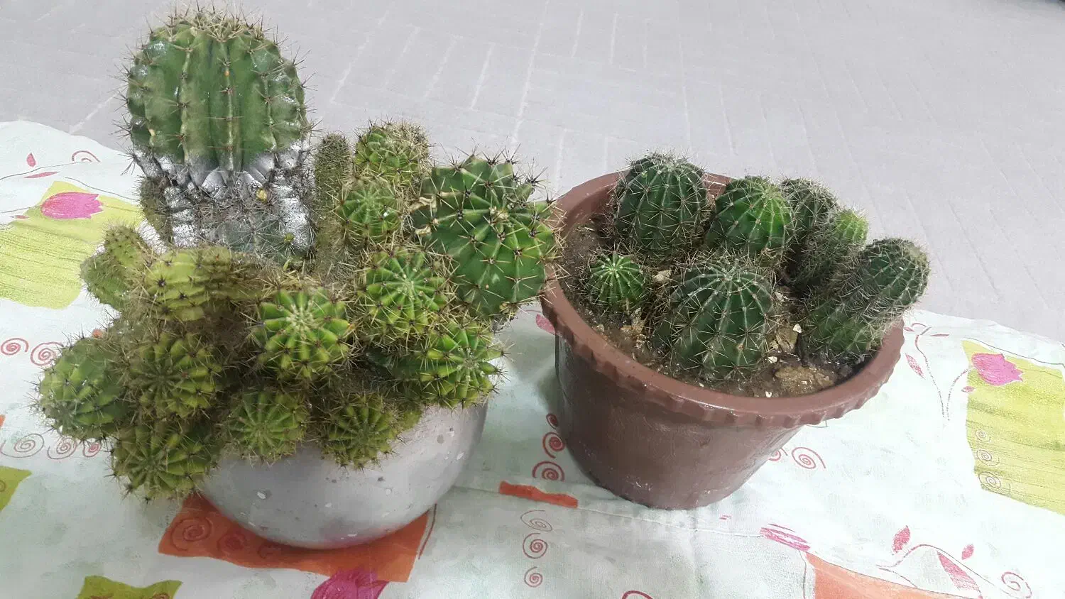 گل زیبا|گل و گیاه طبیعی|سرپل ذهاب, |دیوار