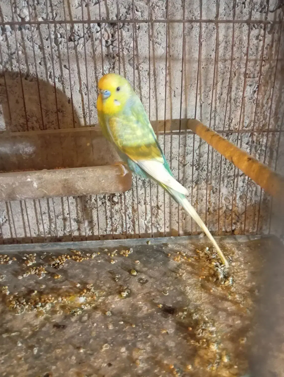 مرغ عشق|پرنده|حویق, |دیوار