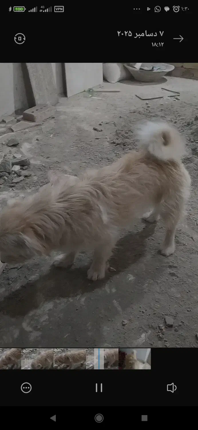 فروشی|سگ|جلفا, |دیوار