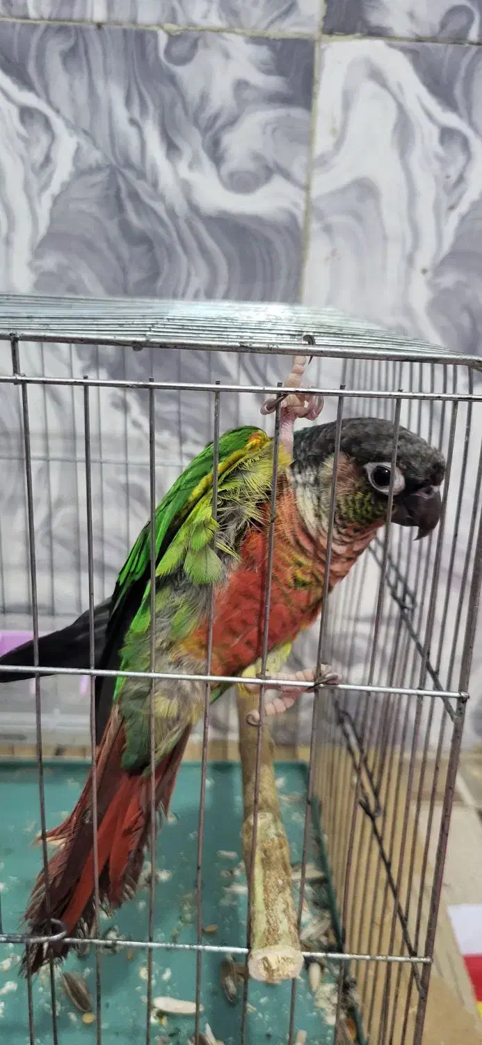 طوطی گرینچیک|پرنده|شمیل, |دیوار