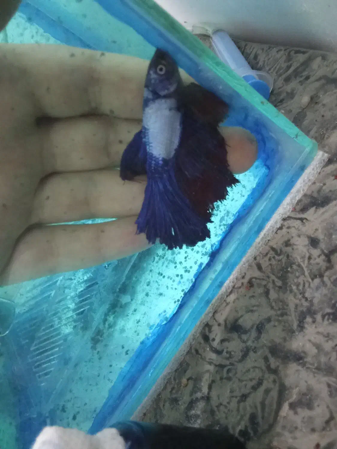 ماهی فایتر|ماهی|تبریز, |دیوار