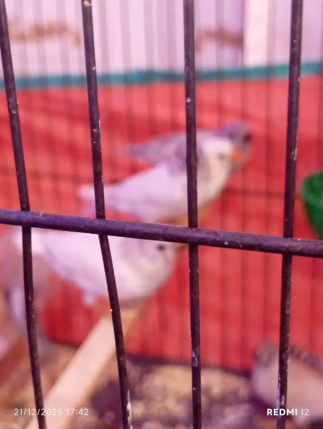 فنج|پرنده|اسلام‌‌آباد غرب, |دیوار