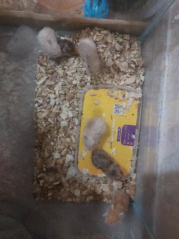 همستر|موش و خرگوش|بندرعباس, |دیوار