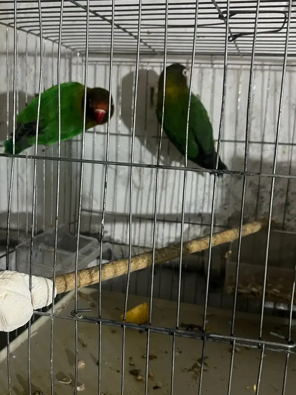 جفت کوتوله نروماده،تضمینی نطفه، آماده تخمگذاری|پرنده|شاهینشهر, حافظ شمالی|دیوار