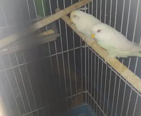 مرغ عشق|پرنده|بندرعباس, |دیوار