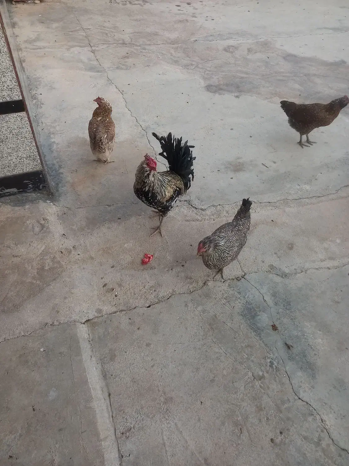 فروش خروس خوشگل و گلین|حیوانات مزرعه|باغ ملک, |دیوار