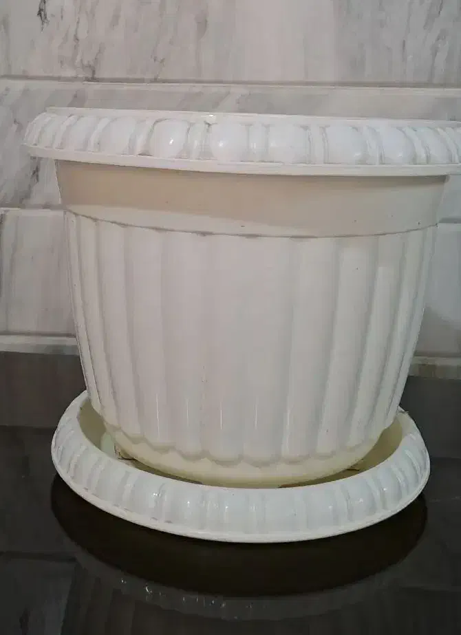 گلدان|گل و گیاه طبیعی|قم, هفت تیر|دیوار